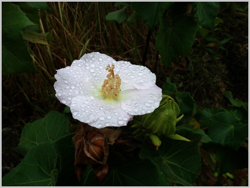 2013-12-08 13-54-18雨珠點綴山芙蓉.jpg